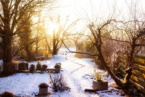 tips voor je tuin in de winter