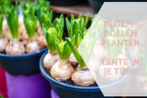 Bloembollen planten lente in je tuin