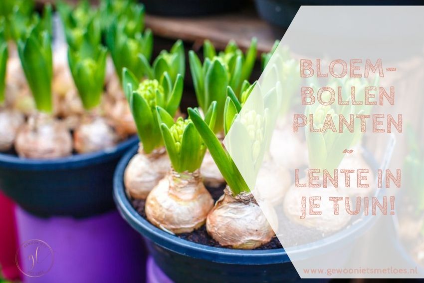Bloembollen planten | Lente in je tuin!